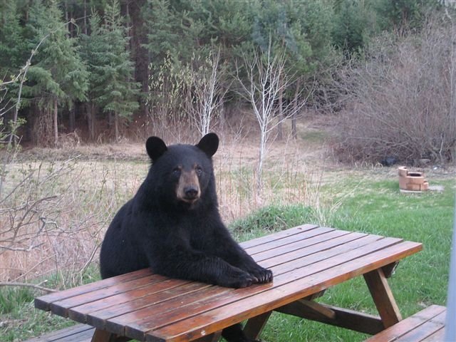 Bear_Table.jpg