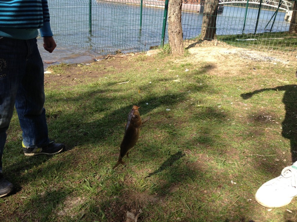 05.05.2013 - DÃƒÂƒÃ‚ÂƒÃƒÂ‚Ã‚Â¼zce Topuk YaylasÃƒÂƒÃ‚Â„ÃƒÂ‚Ã‚Â±2.jpg