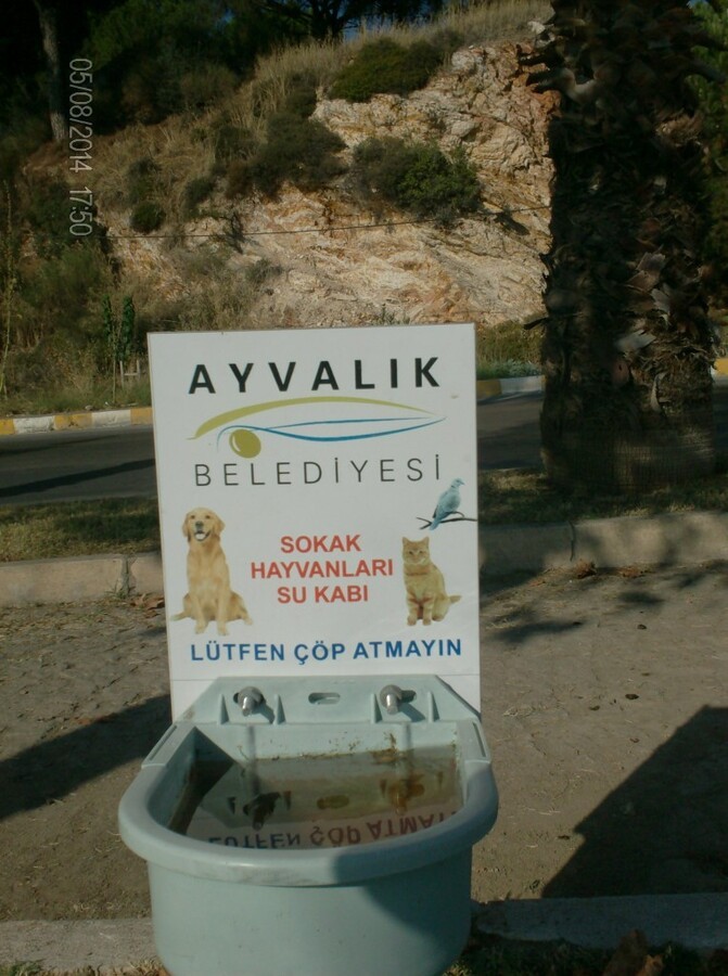 05-08-2014-AyvalÃƒÂƒÃ‚Â„ÃƒÂ‚Ã‚Â±k 008.JPG