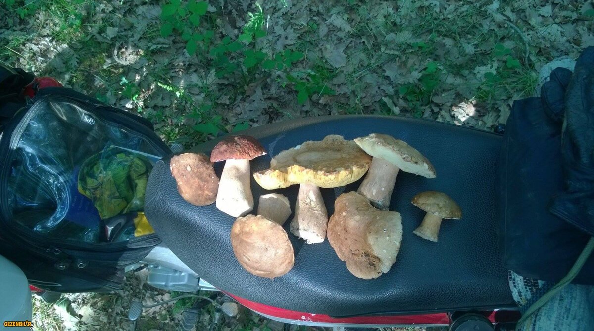 1 (31).jpg 1 (31).jpg