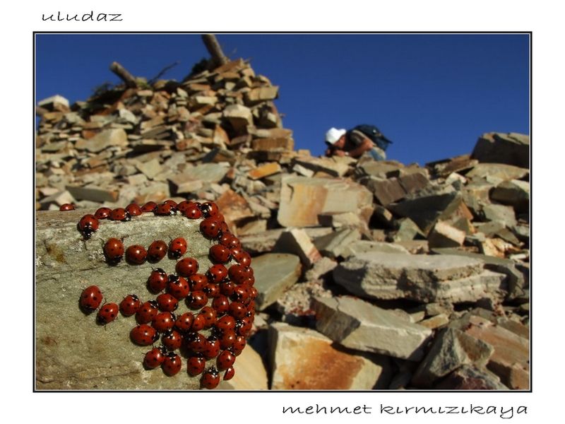 1 (85).jpg    aj.jpg