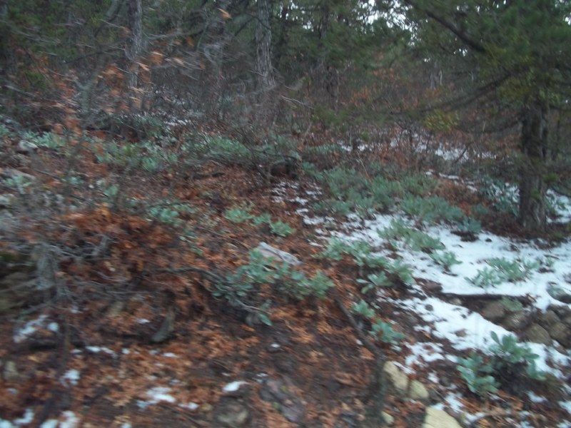 100_0122 [800x600].jpg