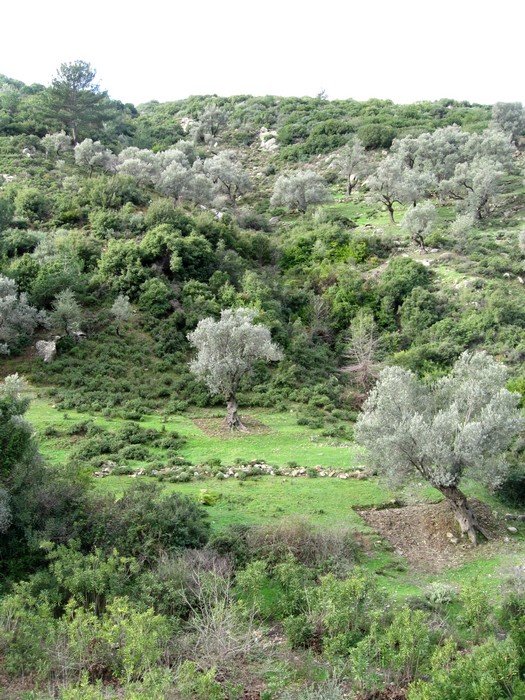 15.02.09 - G.Bahce 009.jpg