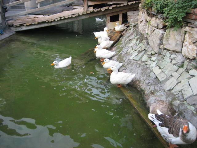 2009 yaz-karma 968.jpg