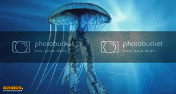 20090206-Jellyfish.gif