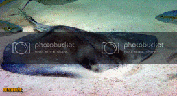 20090206-southern-stingray-hunting-.gif