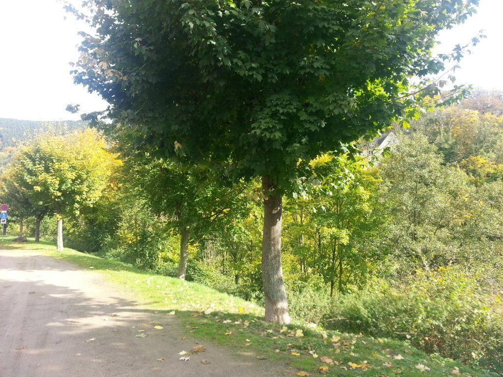 20121018_124942.jpg
