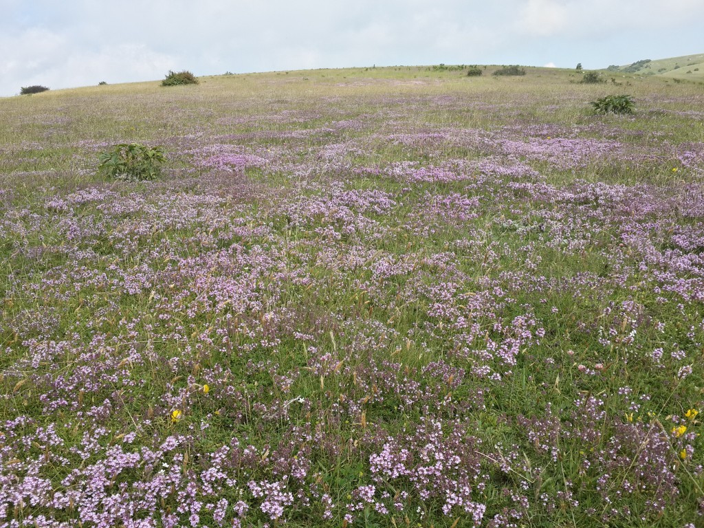 2014-07-08 15.53.24.jpg