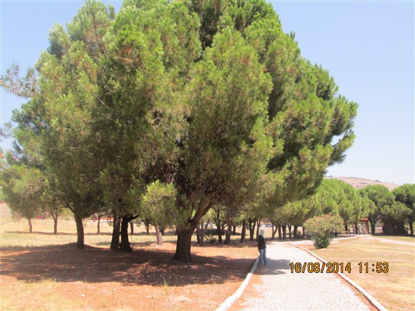 2014 A?USTOS GEZ?S? BERGAMA ASKLEP?ES 3 (600 x 450).jpg