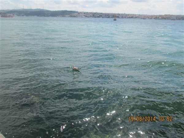 2014 A?USTOS GEZ?S? ?STANBUL 16 (600 x 450).jpg