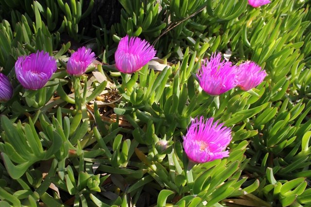 23 NÃƒÂƒÃ‚Â„ÃƒÂ‚Ã‚Â°SAN 2011 166.jpg