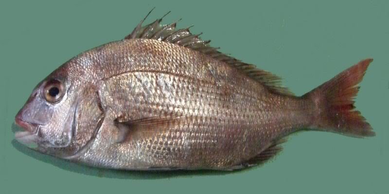 800px-Pagrus_major_Red_seabream_ja0.jpg