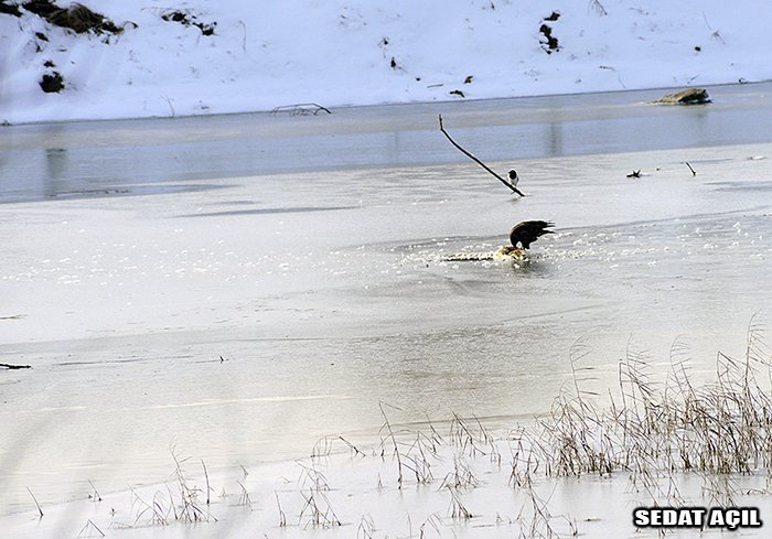 _DSC3856.jpg _DSC3856.jpg