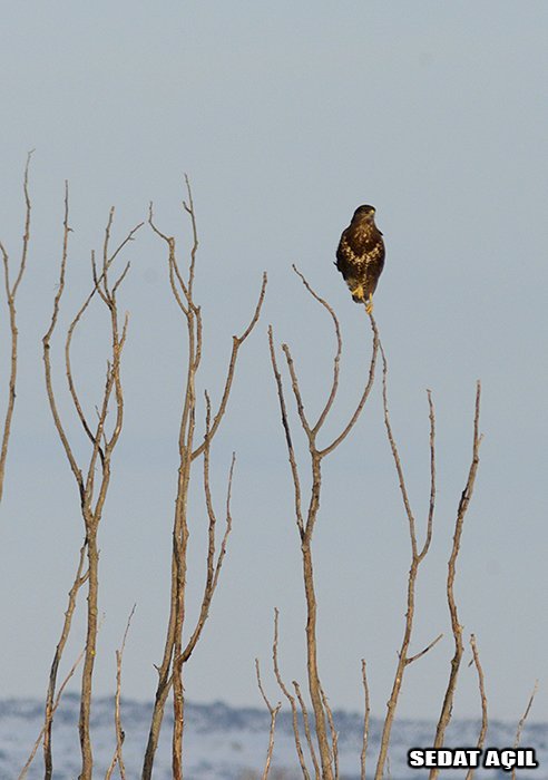 _DSC3858.jpg _DSC3858.jpg