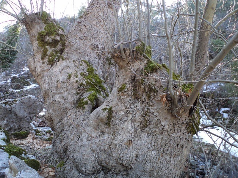 ÃƒÂƒÃ‚Â…ÃƒÂ‚Ã‚ÂžUBAT 12.2012 (11) [800x600].JPG