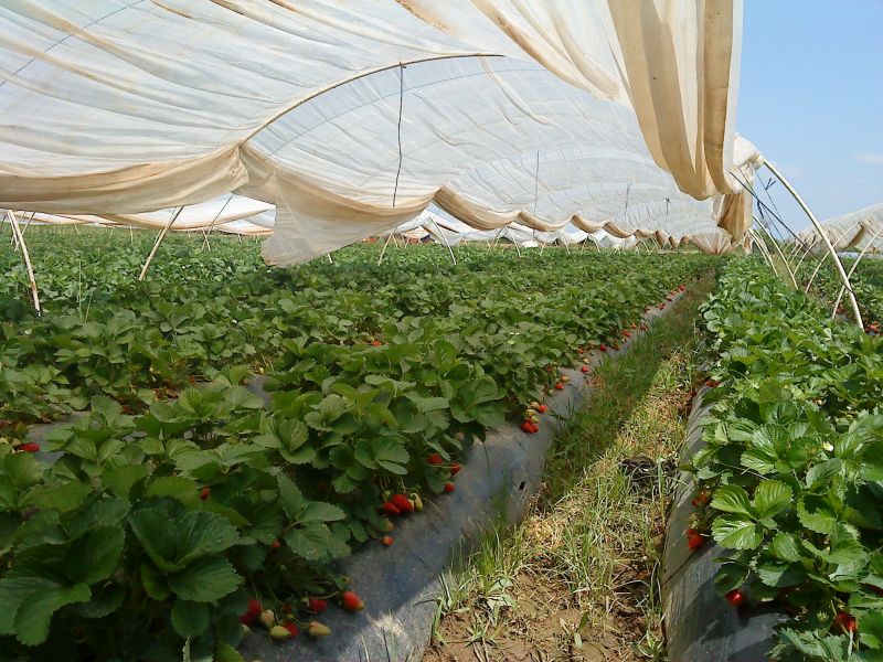 ÃƒÂƒÃ‚ÂƒÃƒÂ‚Ã‚Â§ilek bahÃƒÂƒÃ‚ÂƒÃƒÂ‚Ã‚Â§esi.jpg