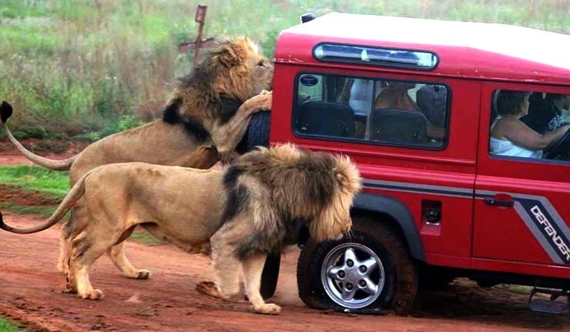 africa-lion-safari-attack.jpg