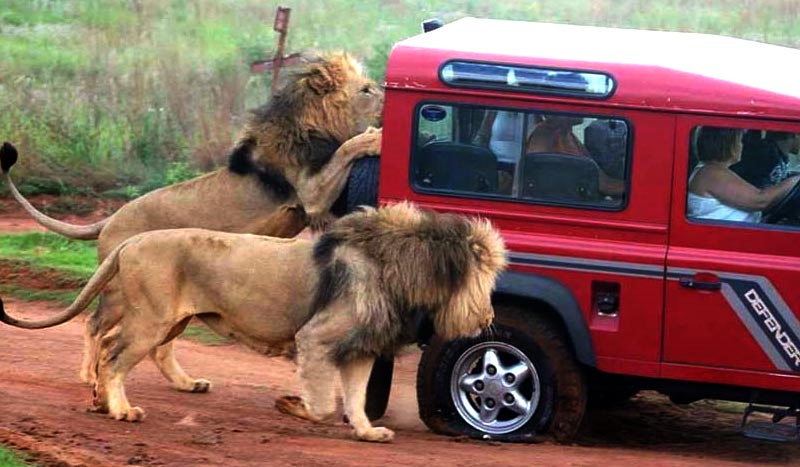 Africa lion safari attack