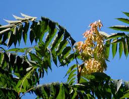 Ailanthus Altissima (Miller) Swingle.jpg