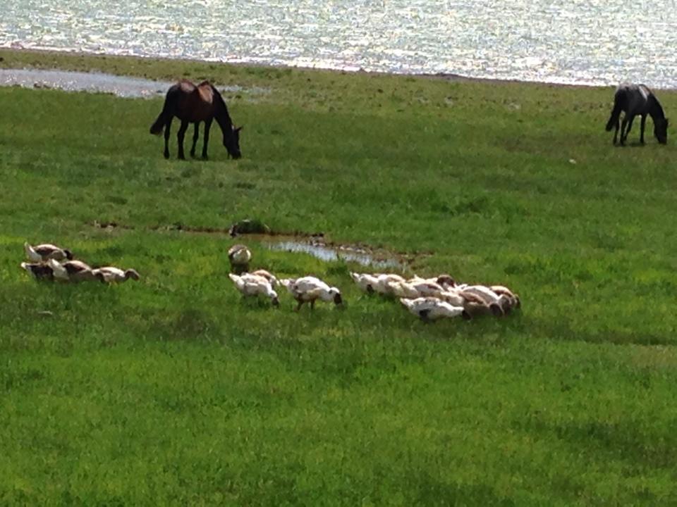 akkaÃƒÂƒÃ‚Â…ÃƒÂ‚Ã‚ÂŸ gÃƒÂƒÃ‚ÂƒÃƒÂ‚Ã‚Â¶lÃƒÂƒÃ‚ÂƒÃƒÂ‚Ã‚Â¼2.jpg