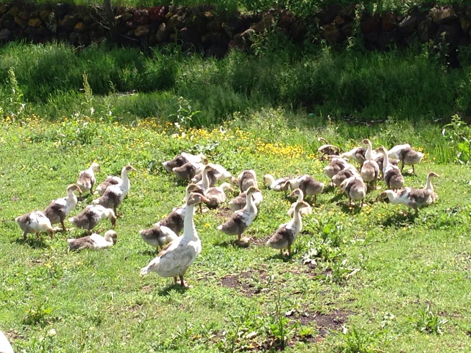 akkaÃƒÂƒÃ‚Â…ÃƒÂ‚Ã‚ÂŸ gÃƒÂƒÃ‚ÂƒÃƒÂ‚Ã‚Â¶lÃƒÂƒÃ‚ÂƒÃƒÂ‚Ã‚Â¼3.jpg