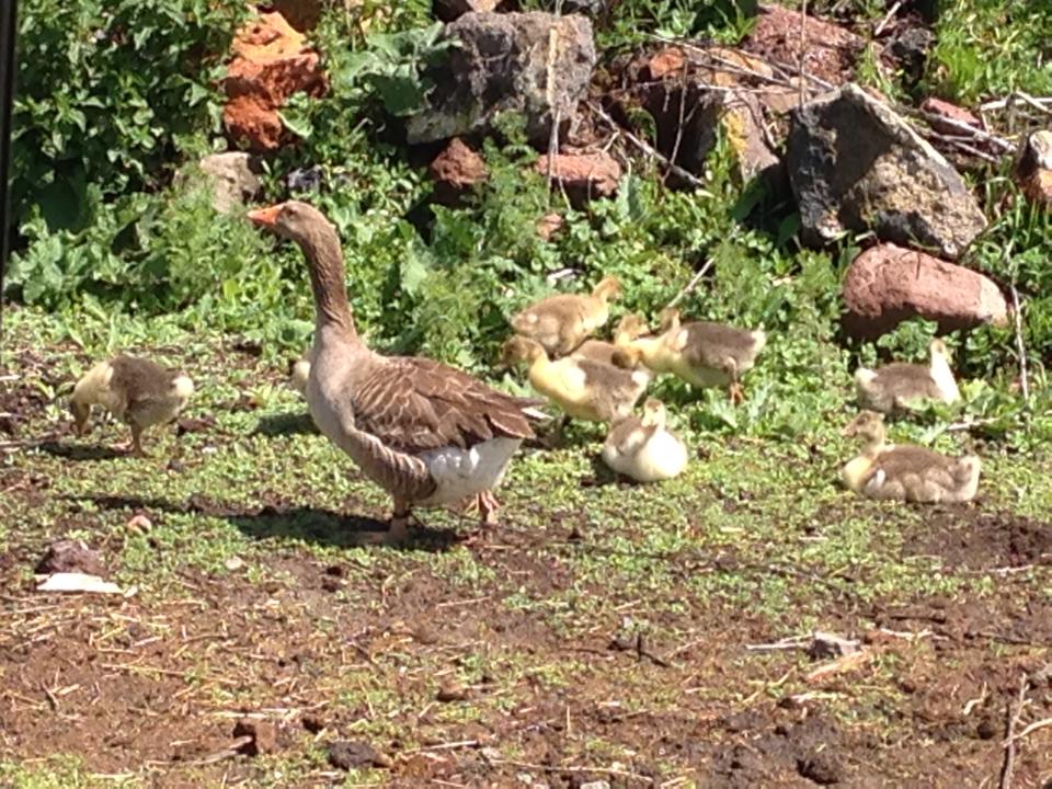 akkaÃƒÂƒÃ‚Â…ÃƒÂ‚Ã‚ÂŸ gÃƒÂƒÃ‚ÂƒÃƒÂ‚Ã‚Â¶lÃƒÂƒÃ‚ÂƒÃƒÂ‚Ã‚Â¼5.jpg