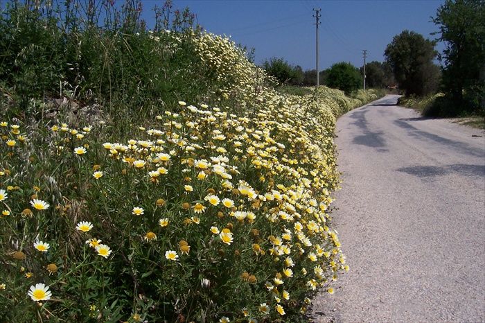 AlaÃƒÂƒÃ‚ÂƒÃƒÂ‚Ã‚Â§atÃƒÂƒÃ‚Â„ÃƒÂ‚Ã‚Â± yolu.jpg