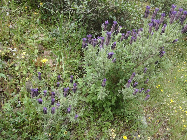 Ali AÃƒÂƒÃ‚Â„ÃƒÂ‚Ã‚ÂŸabeyden 021.jpg