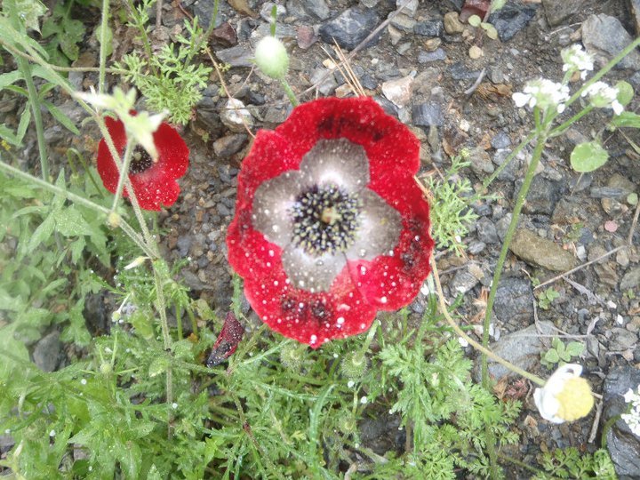 Ali AÃƒÂƒÃ‚Â„ÃƒÂ‚Ã‚ÂŸabeyden 034.jpg