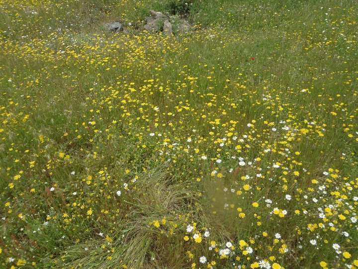 Ali AÃƒÂƒÃ‚Â„ÃƒÂ‚Ã‚ÂŸabeyden 047.jpg