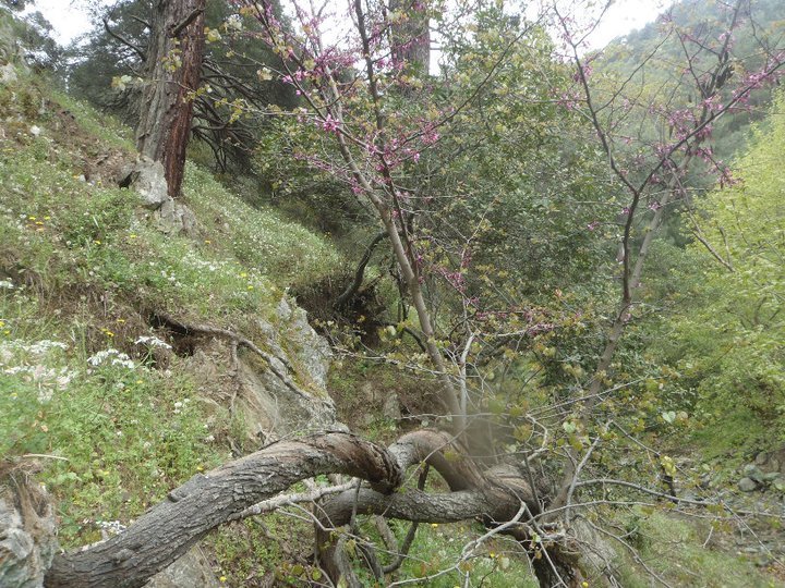 Ali AÃƒÂƒÃ‚Â„ÃƒÂ‚Ã‚ÂŸabeyden 048.jpg