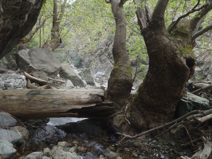 Ali AÃƒÂƒÃ‚Â„ÃƒÂ‚Ã‚ÂŸabeyden 053.jpg