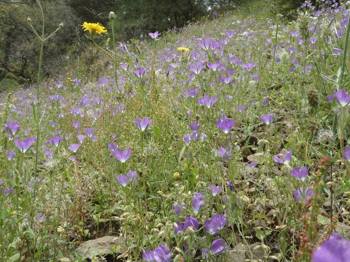 Ali AÃƒÂƒÃ‚Â„ÃƒÂ‚Ã‚ÂŸabeyden 060.jpg