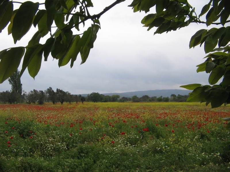 anakkale26042008040.jpg