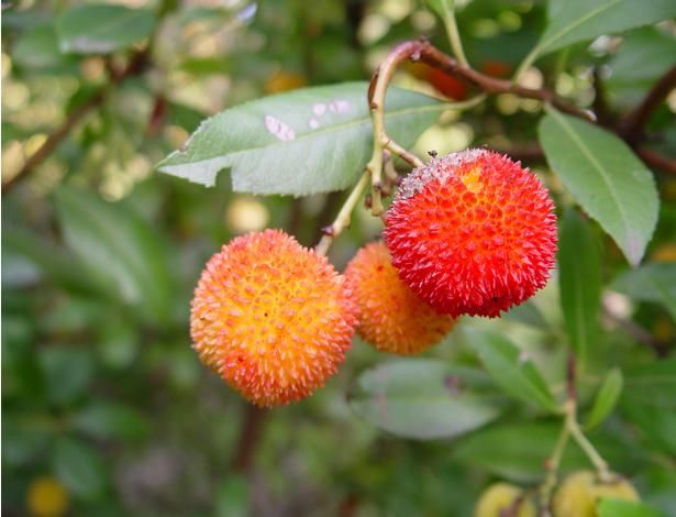 arbutus unedo.jpg