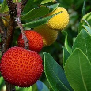 arbutus unedo1.jpg