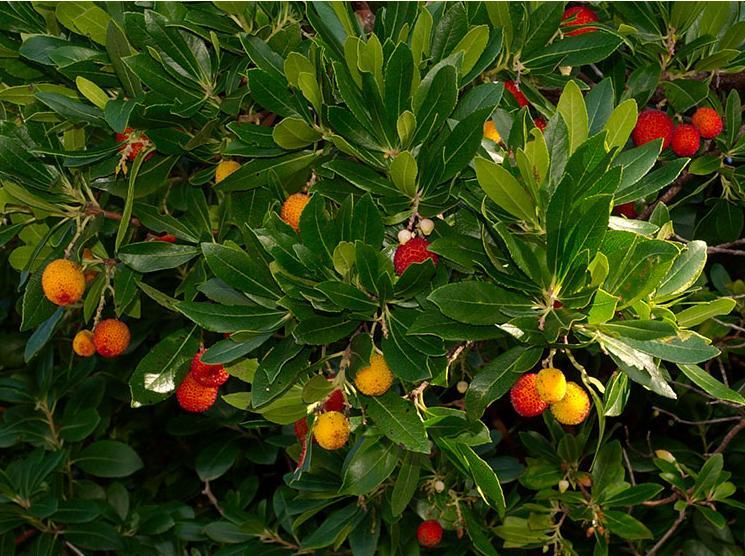 arbutus unedo2.jpg