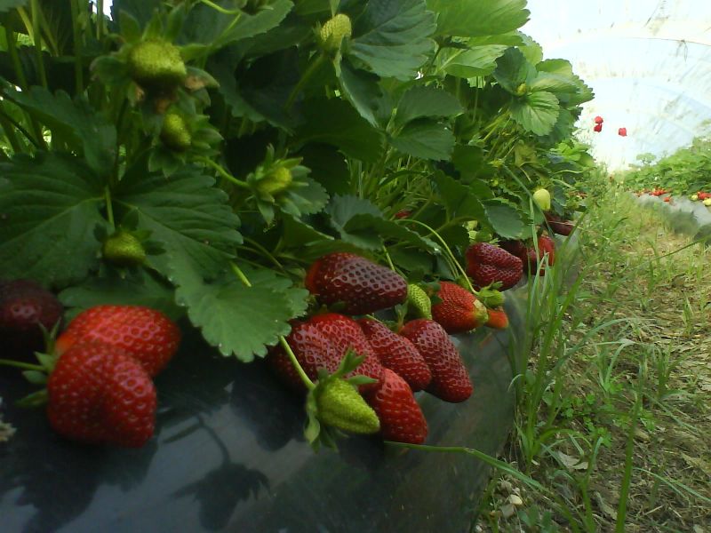 atÃƒÂƒÃ‚ÂƒÃƒÂ‚Ã‚Â§a ÃƒÂƒÃ‚ÂƒÃƒÂ‚Ã‚Â§ilek.jpg