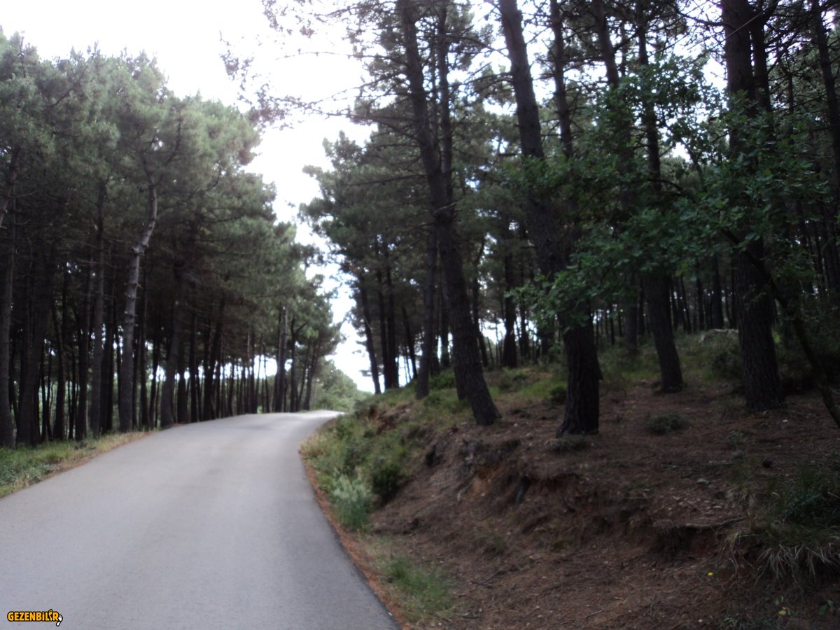 AYDOS ORMANI 16.6.2019.JPG