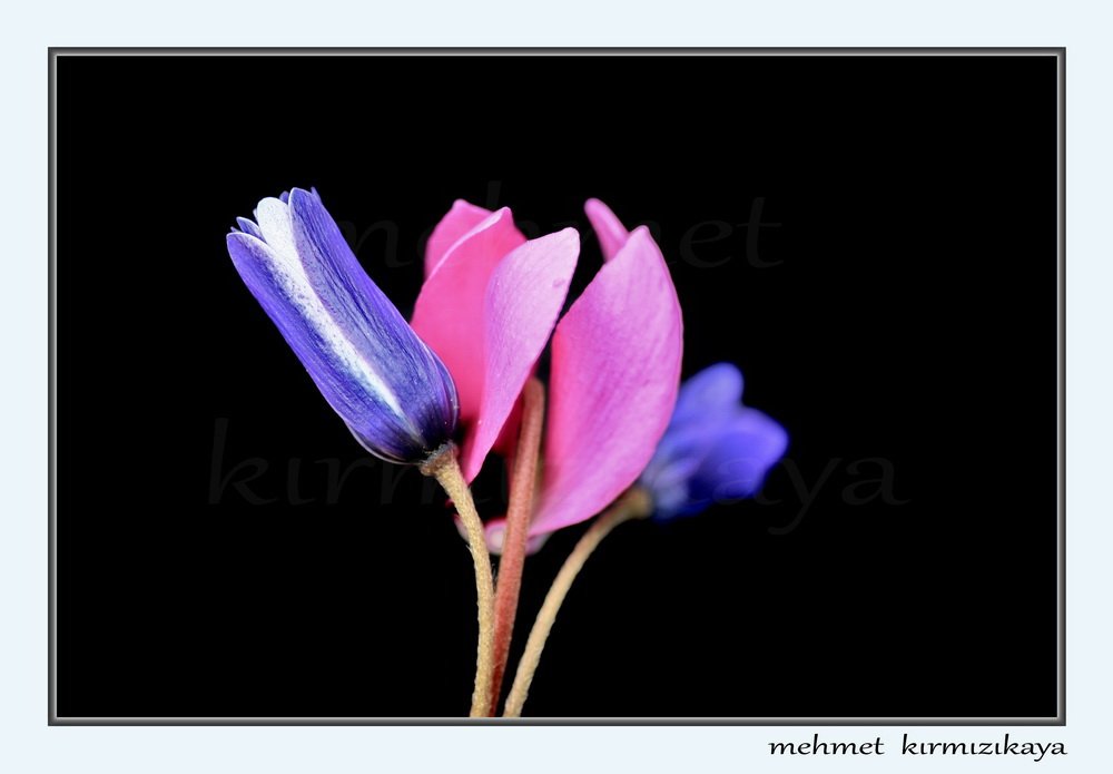 BAÃƒÂƒÃ‚Â…ÃƒÂ‚Ã‚ÂžKONUÃƒÂƒÃ‚Â…ÃƒÂ‚Ã‚Âž 3,5,09 (265)ag8.jpg