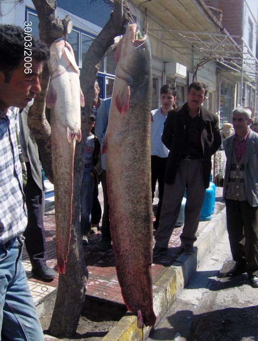 balÃƒÂƒÃ‚Â„ÃƒÂ‚Ã‚Â±k 010.jpg