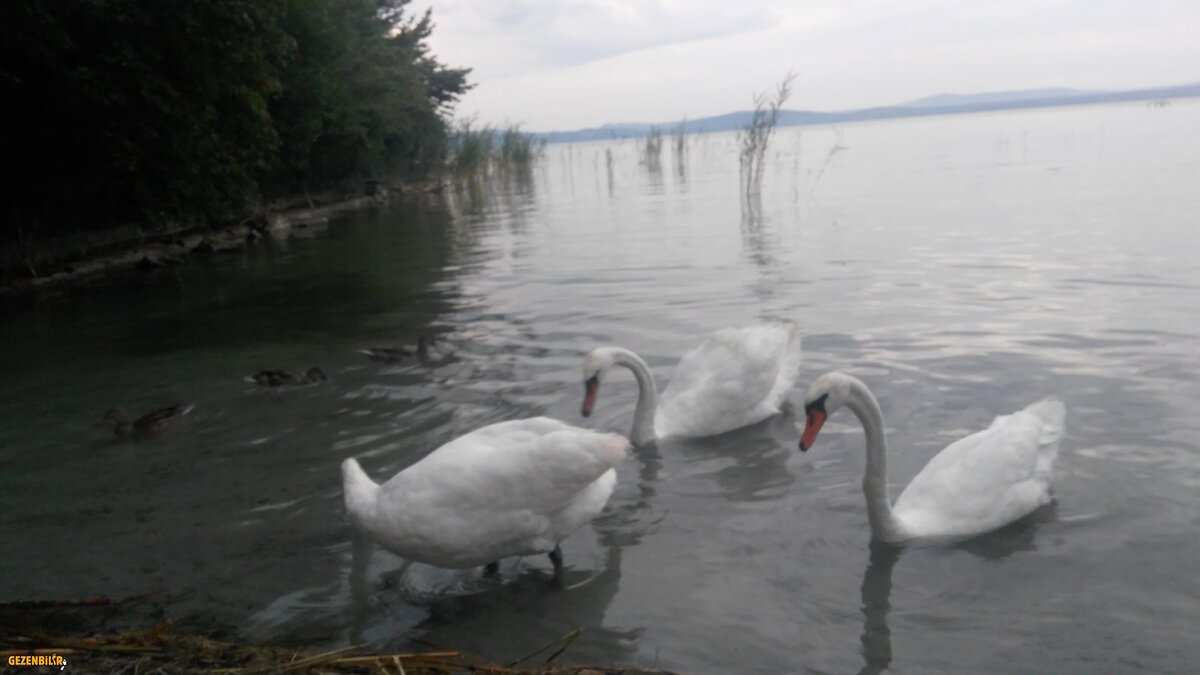 BALATON GÖLÜ MACARİSTAN (49).jpg