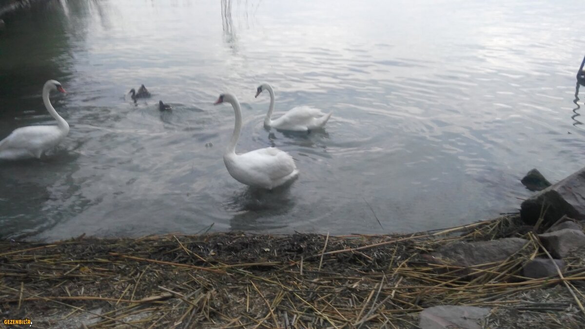 BALATON GÖLÜ MACARİSTAN (7).jpg