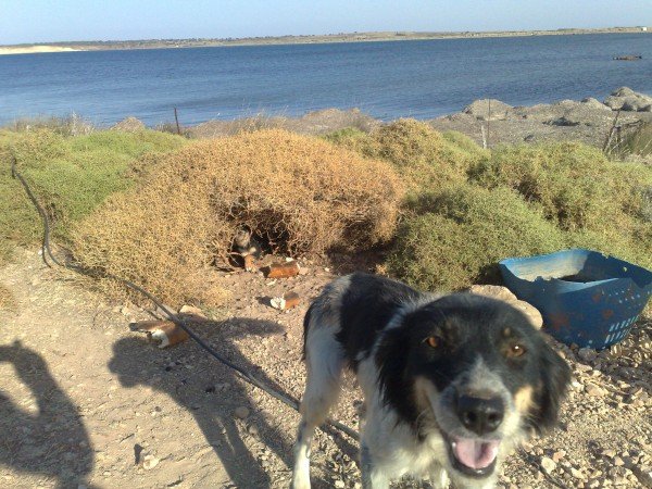 BATIK GEM?LER? BEKLEYEN AÇ ANNE VE YAVRU KÖPEKLER (1).jpg