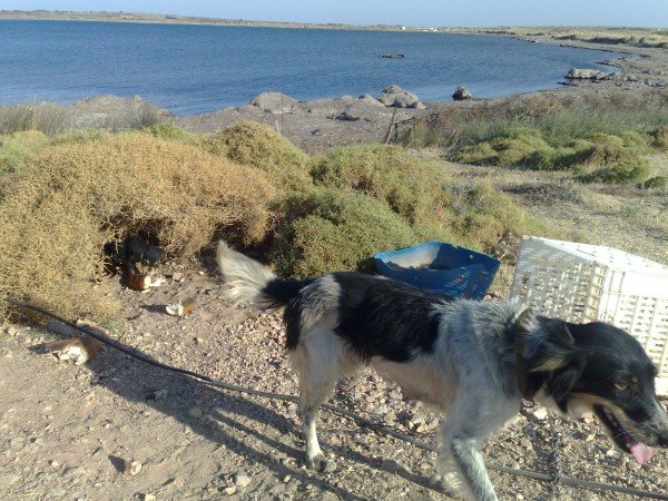 BATIK GEM?LER? BEKLEYEN AÇ ANNE VE YAVRU KÖPEKLER (3).jpg