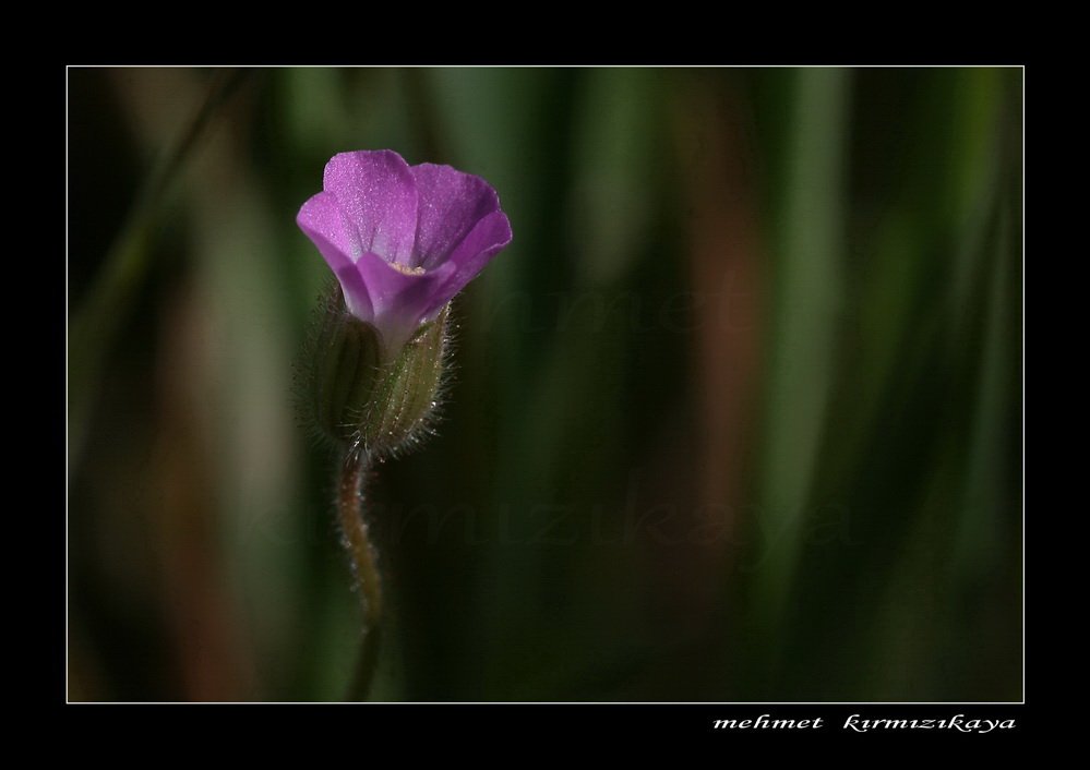 belge  2 297   2    ma8.jpg