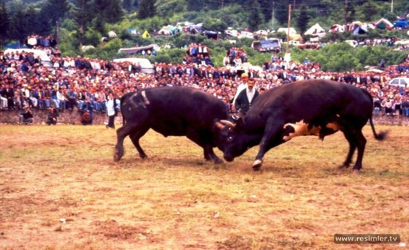 boga-guresi-artvin.jpg