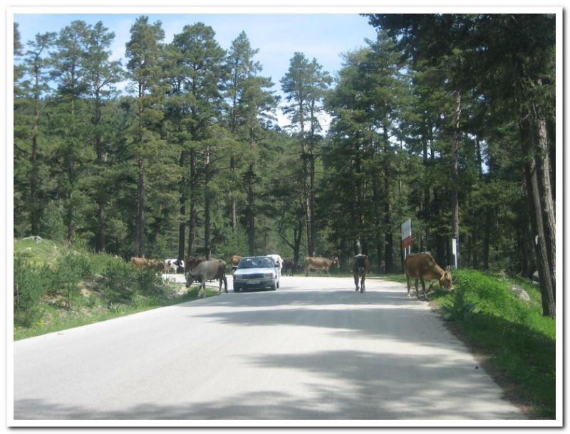 Bolu SarÃƒÂƒÃ‚Â„ÃƒÂ‚Ã‚Â±alan Offroad MayÃƒÂƒÃ‚Â„ÃƒÂ‚Ã‚Â±s  2010 076.jpg