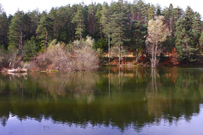 Bozcaarmut1.jpg