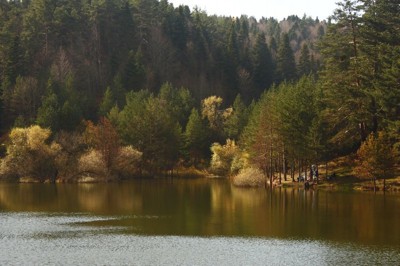 Bozcaarmut4.jpg